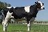 Raca: holandes preto e branco (leite) rgd: a - 118